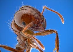 Portrait of a red imported fire ant, Solenopsis invicta. This species arrived to the southeastern United States from South America in the 1930s. Specimen from Brackenridge Field Laboratory, Austin, Texas, USA. Public domain image by Alex Wild, produced by the University of Texas 