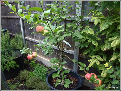 A new apple tree