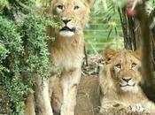 Lion Escapes Cage Leipzig Only Shot Dead Germany