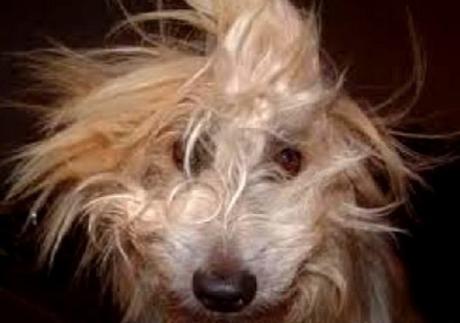Dog Having A Bad Hair Day