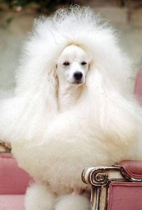 Dog Having A Bad Hair Day