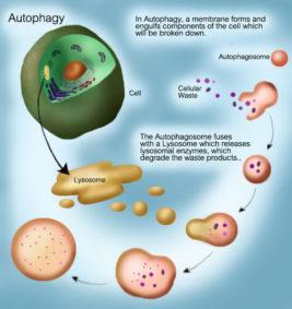 How to Renew Your Body: Fasting and Autophagy