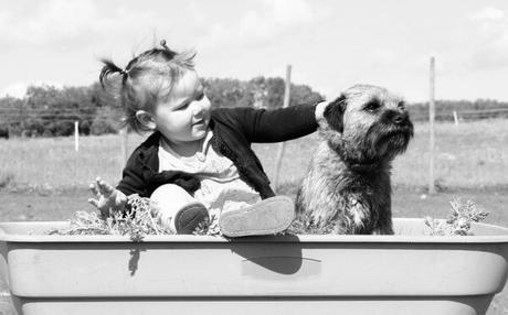 Bringing a Dog Into a Home with Children:  How To Do  It Successfully