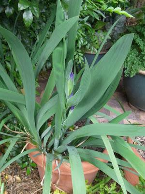 Louisiana iris