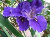 Louisiana Iris