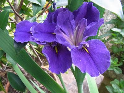 Louisiana iris