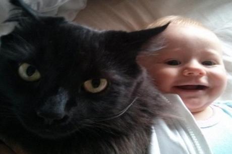 Top 10 Cats You Need To Keep Away From Babies