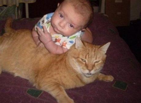 This Cat Is Dangerous to Babies