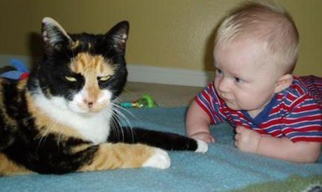 This Cat Is Dangerous to Babies