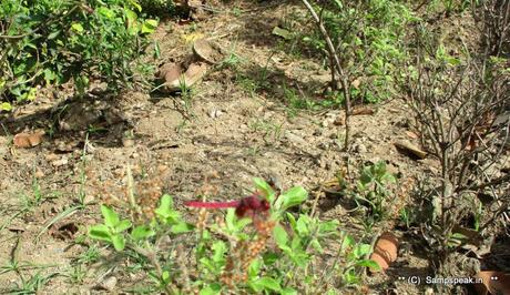 the red dragonfly sighted at Hale Kiranguru - Karnataka