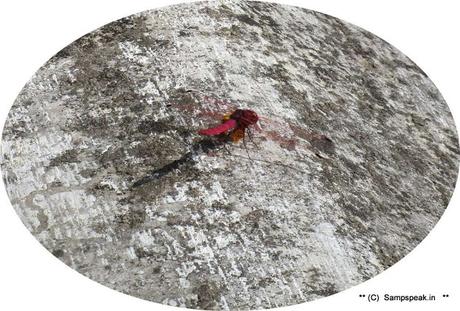 the red dragonfly sighted at Hale Kiranguru - Karnataka