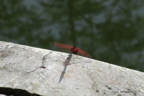 the red dragonfly sighted at Hale Kiranguru - Karnataka