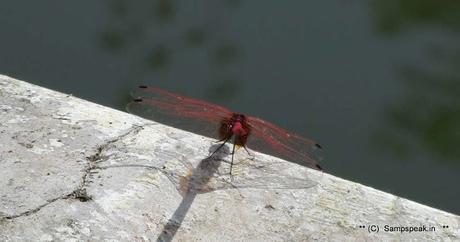 the red dragonfly sighted at Hale Kiranguru - Karnataka