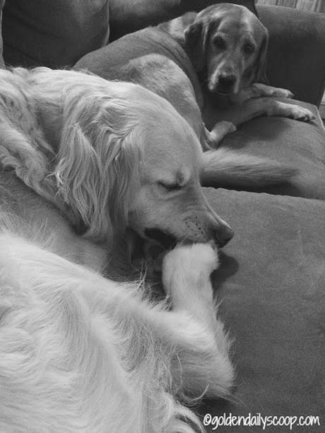 dog's pet peeve when trying to sleep