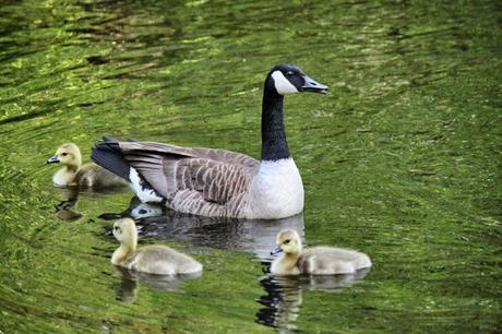 In & Around #London: Happy #CanadianThanksgiving