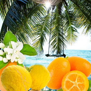 Palm Island Fragrance Oil