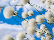 Cotton Blossoms Fragrance