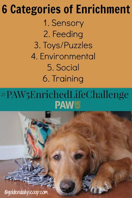 six categories of enrichment for your dog to become healthier and happier