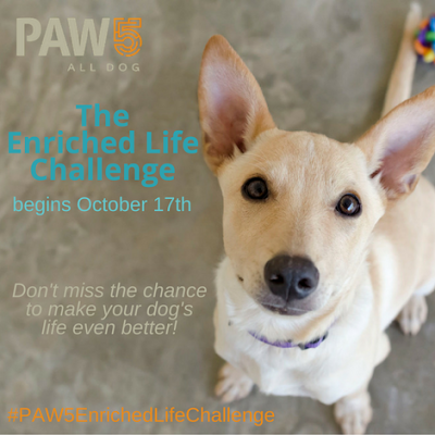 help your dog become healthier by enriching their lives #PAW5EnrichedLifeChallenge