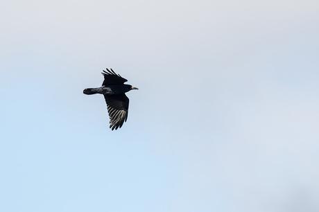 Rook in Flight