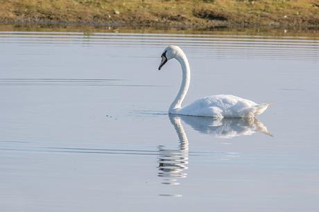 Swan Lake