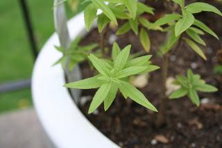 Lemon Verbena and Mint Tea