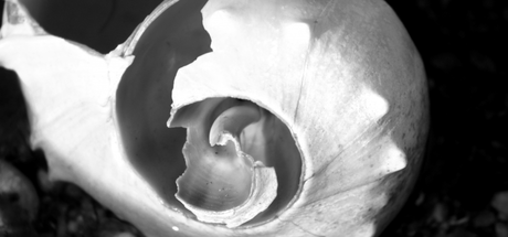 Water – Tiny Drops (Photography) Conch