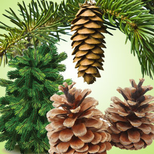 Pine Forest Fragrance Oil