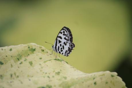 Taken in Panjim, Goa on October 9, 2016.