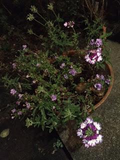 A bowl of happiness - verbena and bacopa