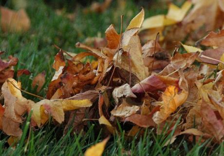 Counting Autumn Leaves – Creativity, Creative Thinking and Maths