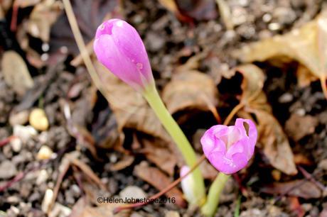 Colchicum 'Dick Trotter'