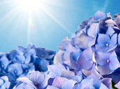 Blue Hydrangea Type Fragrance