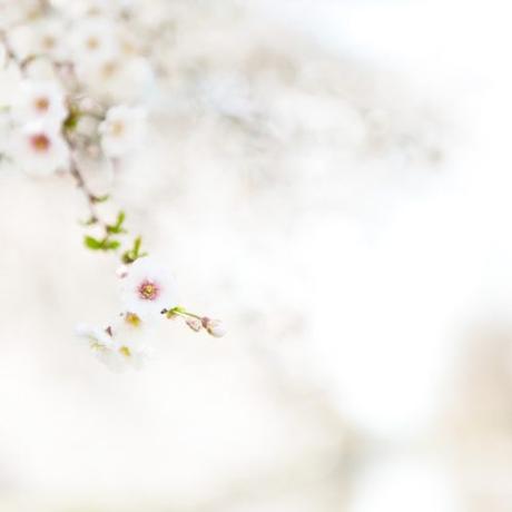 Boston Photographer Tess Atkinson Cherry Blossoms