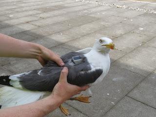 Smartbirds - understanding how gulls behave through high-tech backpacks