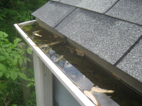 I cleaned Rob's Gutters today.  They smelled really bad.