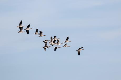 A Quiet Day - Greylag Geese in Flight