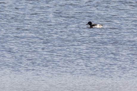 Not a great photo but a patch year tick - Shelduck