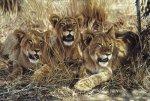 Amazing Oil Paintings of Wild Life