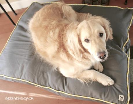 molly mutt large dog bed for golden retriever