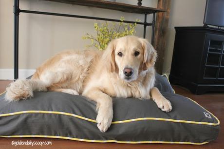 modern and fashionable dog beds by molly mutt