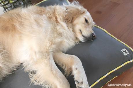 golden retriever sleeping on Molly Mutt dog bed