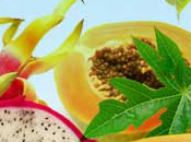 Papaya Dragon Fruit Fragrance