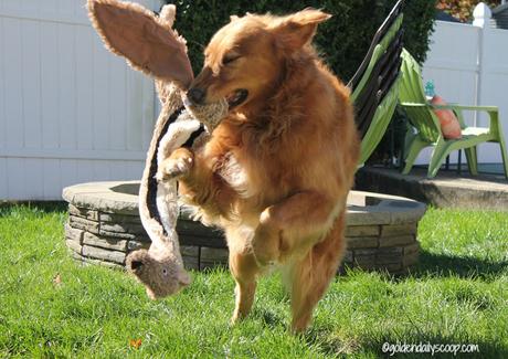 golden-retriever-dog-playing-with-toy-in-backyard