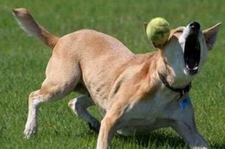 Top 10 Fail Dogs Who Suck At Playing Fetch