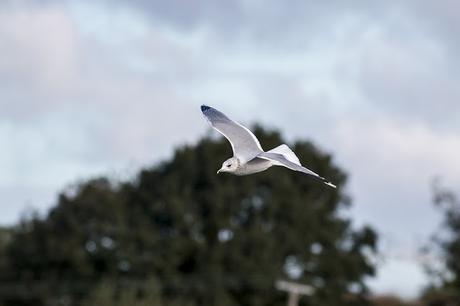 Common Gull in Flight