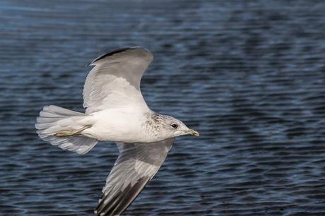 Common Gull