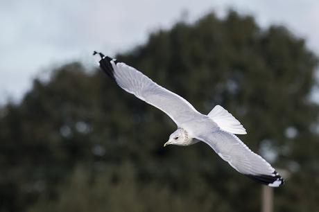 Common Gull in Flight