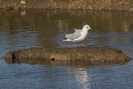 Black Headed Gull