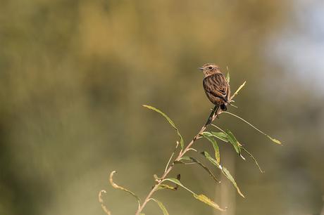 1st Winter Stonechat at Manor Farm